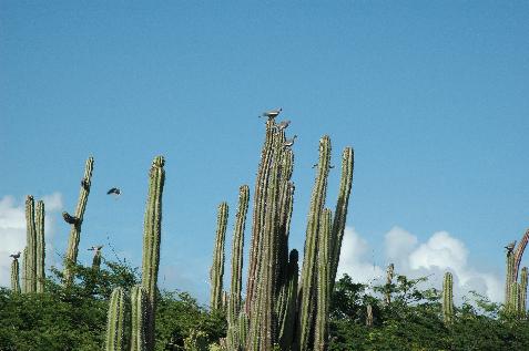 20060121142307   Birds Roosting on Cactus